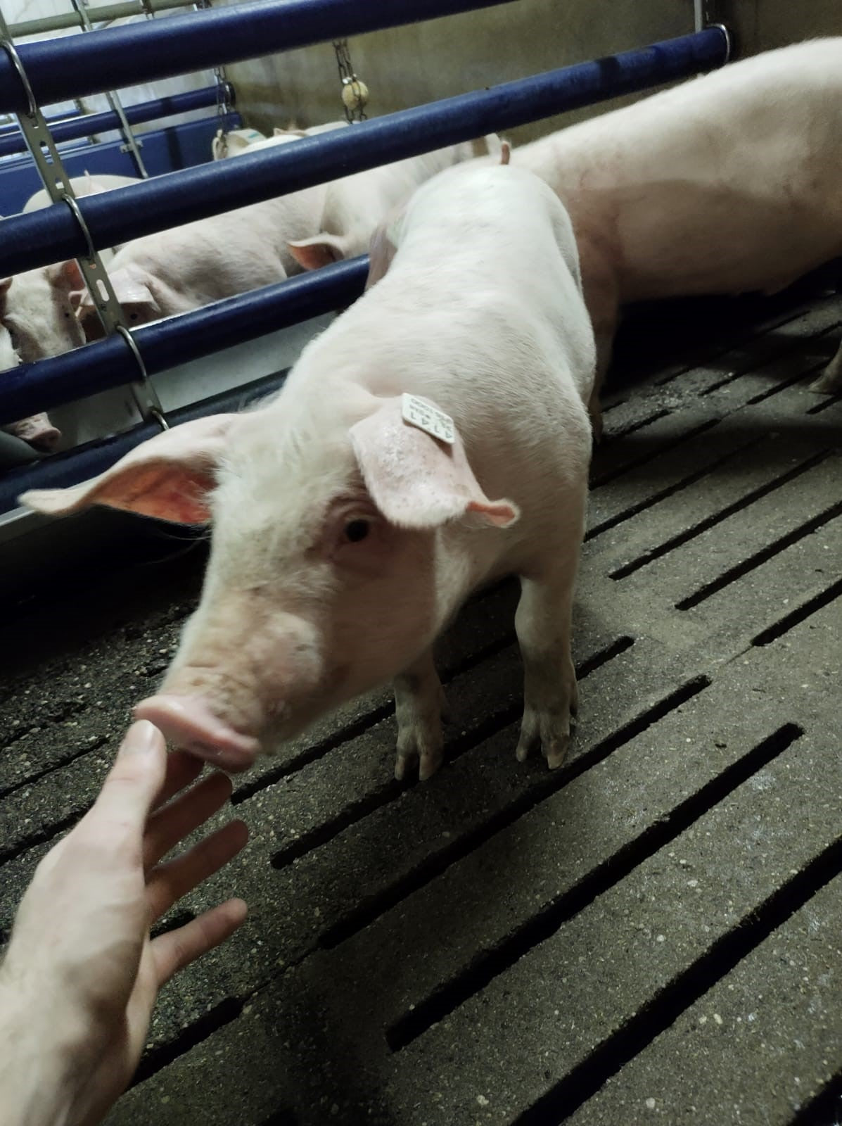 Schwein im modernen Stall auf Hof Lenz – artgerechte Tierhaltung mit Kontakt zum Menschen, aus der Lüneburger Heide