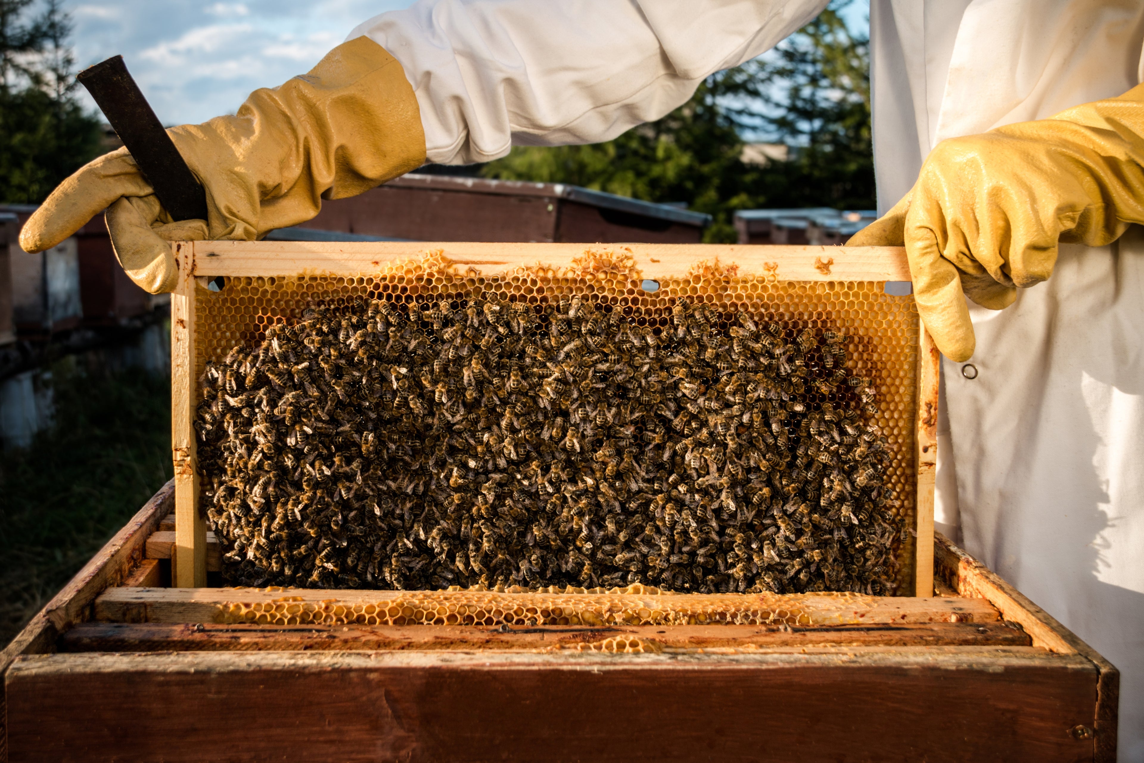 Imker bei der Kontrolle einer Bienenwabe voller Honigbienen – regionale Honigproduktion und nachhaltige Bienenhaltung auf dem Hof Lenz in der Lüneburger Heide