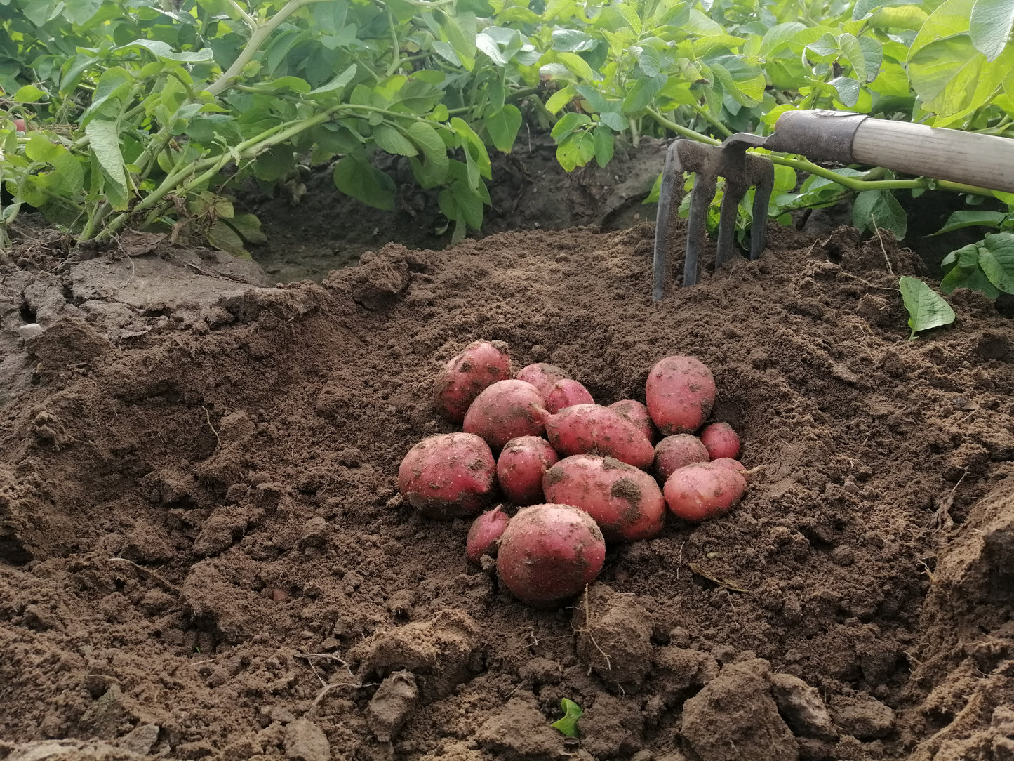 Rote Laura-Kartoffeln frisch aus der Erde auf dem Hof Lenz bei Uelzen. Regional angebaut, festkochend, ideal für Salate und Bratkartoffeln. Erntebild mit Kartoffelpflanzen und Grabegabel.