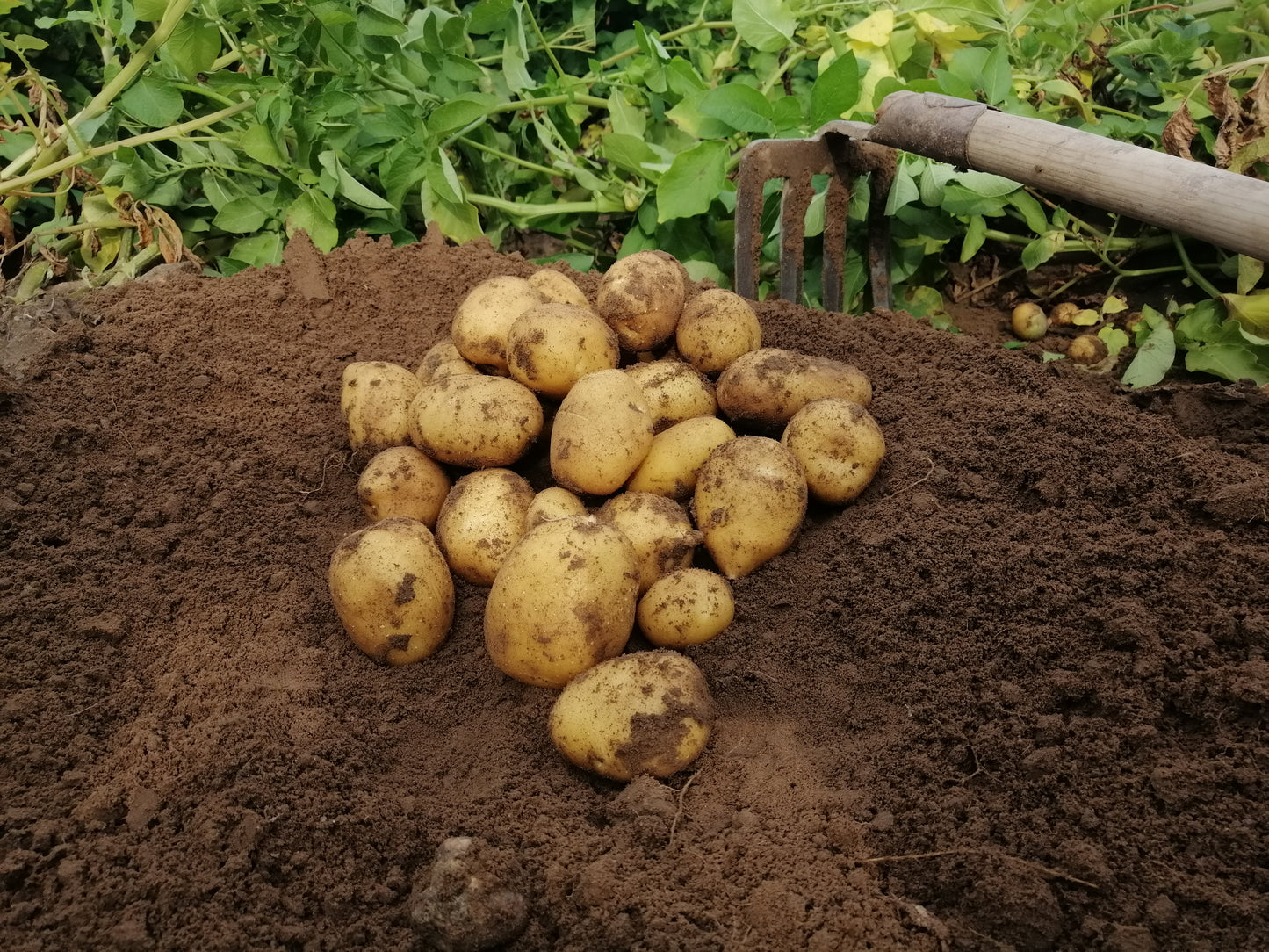 Frisch geerntete Lilly-Kartoffeln direkt vom Feld in Niedersachsen. Regionale, festkochende Speisekartoffeln mit gelber Schale, aufgenommen beim Roden auf dem Hof Lenz.