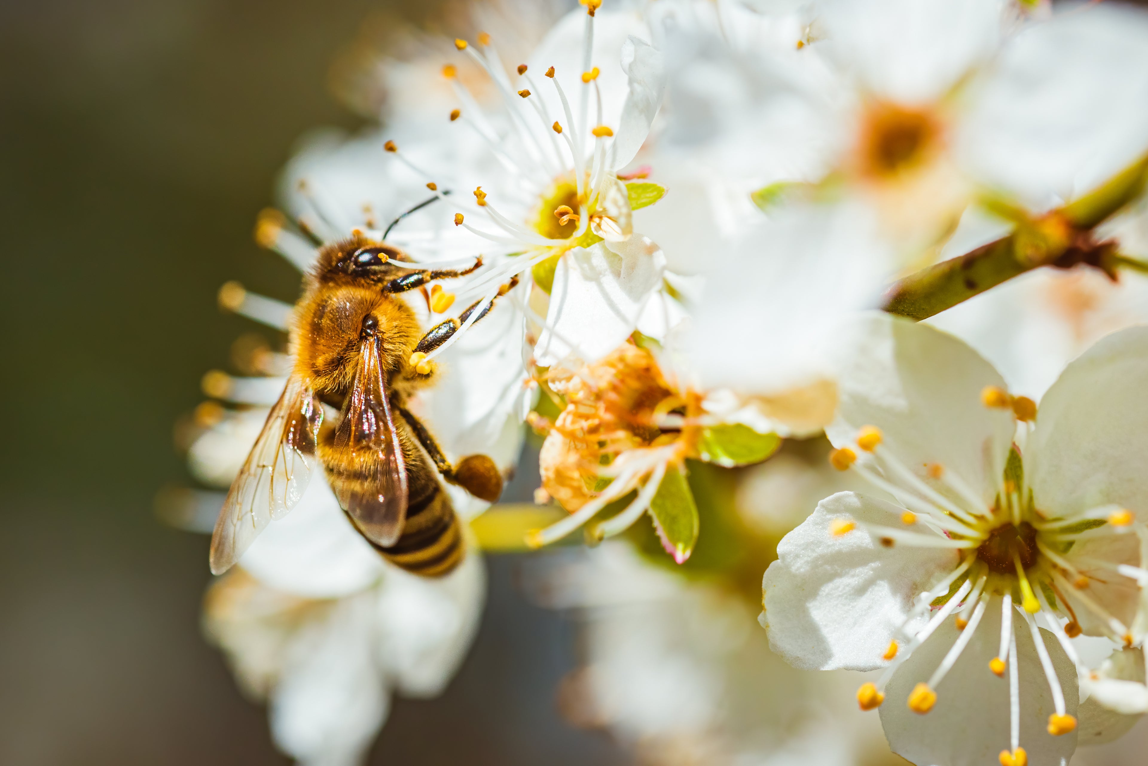 Honigbiene sammelt Nektar an Obstblüte – natürliche Bestäubung und regionale Honigproduktion auf dem Hof Lenz in der Lüneburger Heide