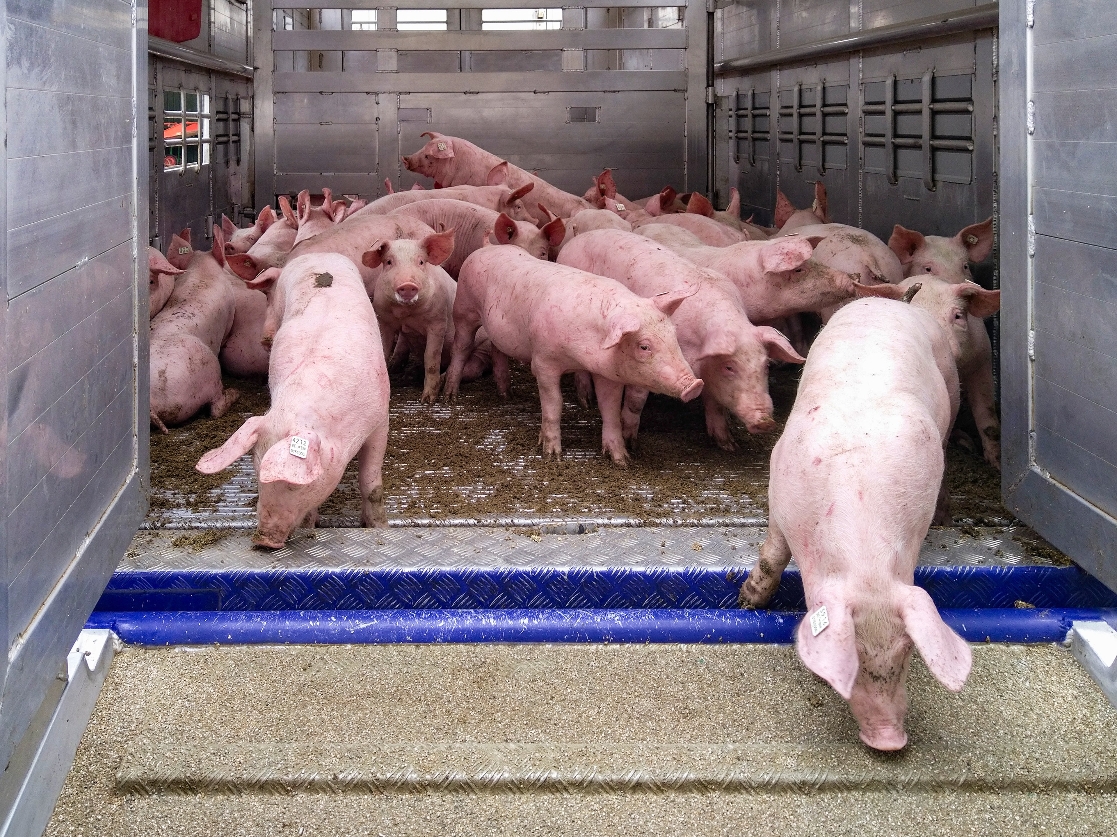 Schweine beim Ausladen aus einem Transporter – artgerechte Tierlogistik auf dem Hof Lenz in Niedersachsen