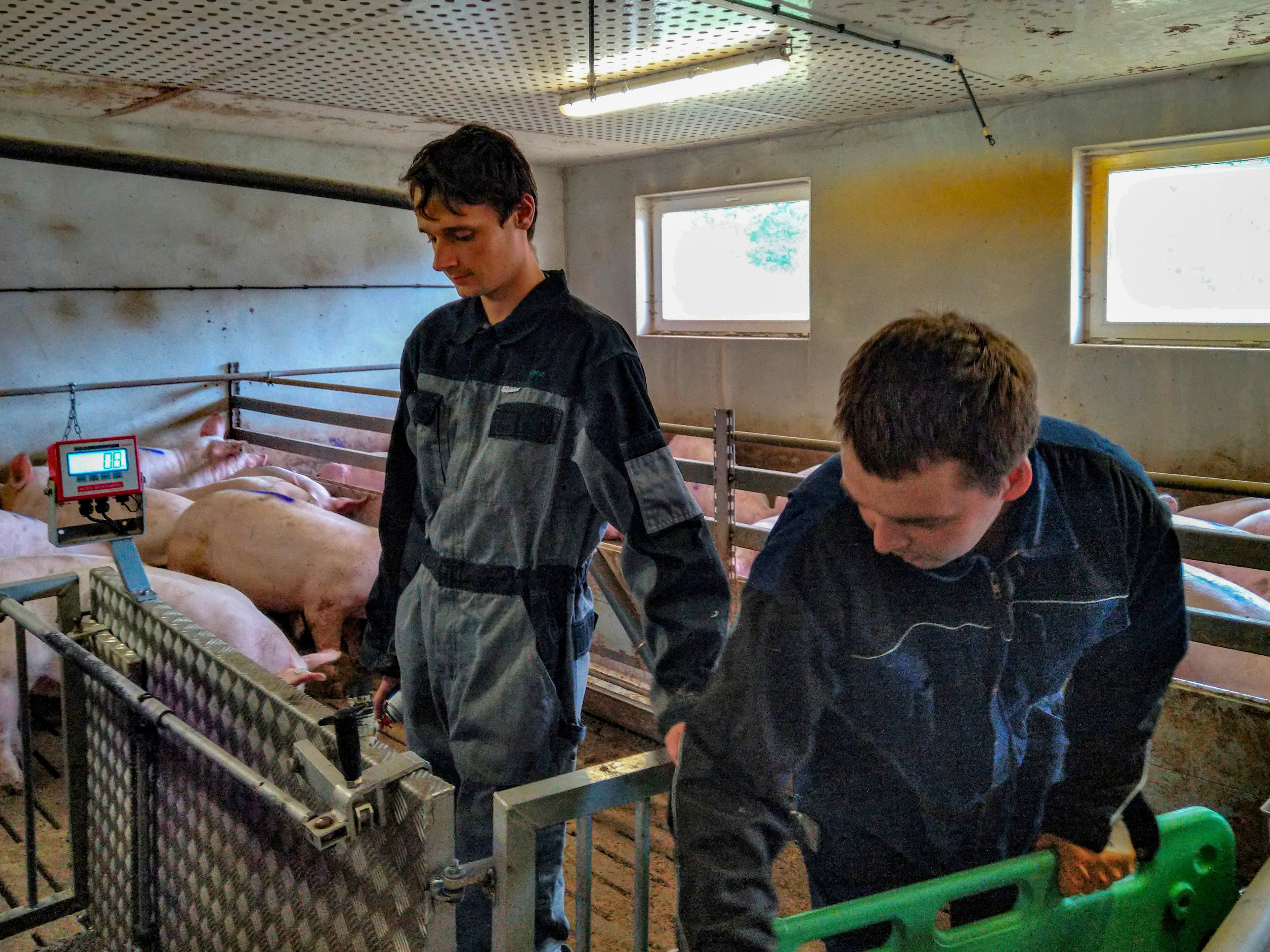 Zwei Menschen wiegen Schweine im Stall – Tierkontrolle und verantwortungsvolle Schweinehaltung auf dem Hof Lenz in der Lüneburger Heide