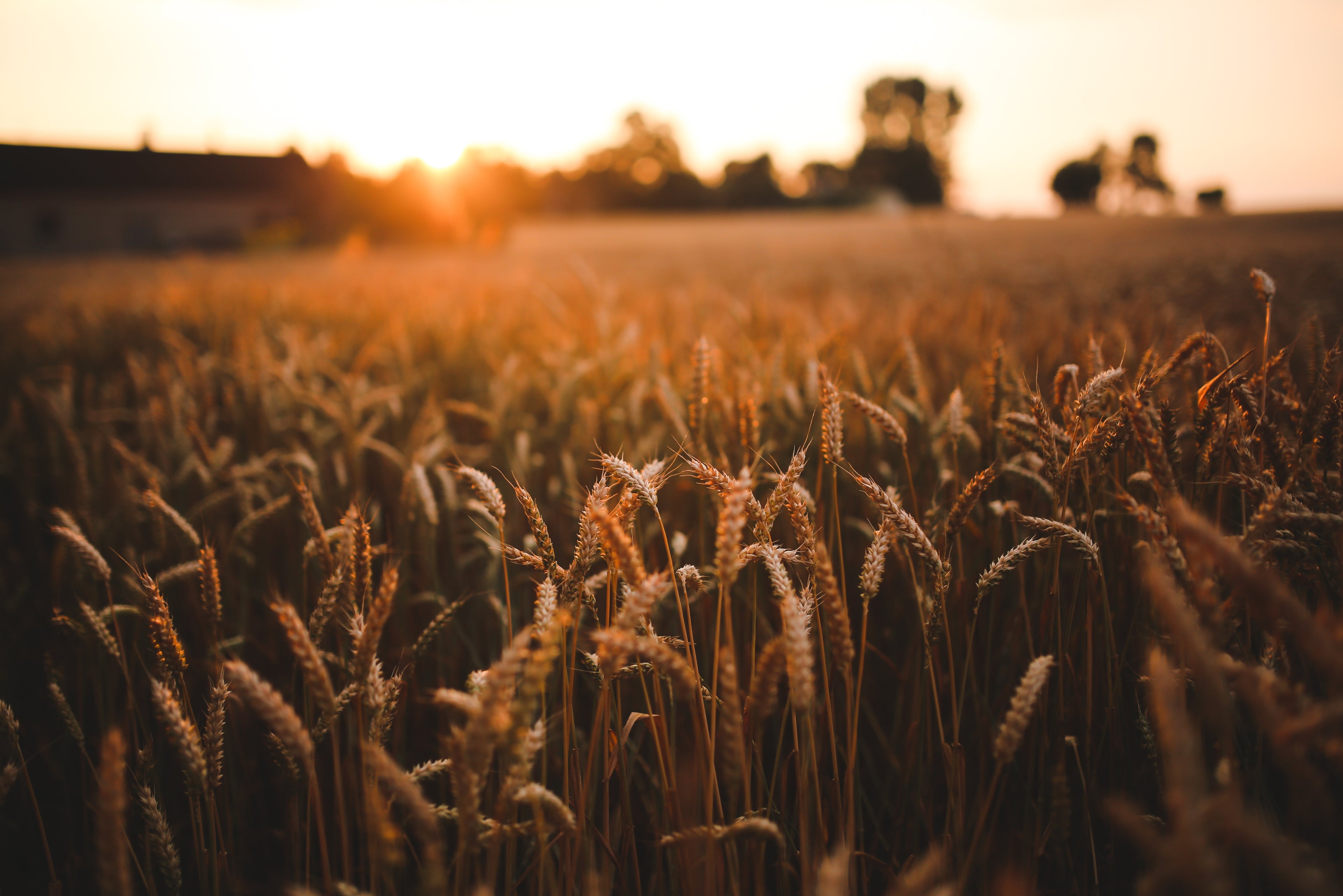 Reifes Weizenfeld bei Sonnenuntergang – Getreideanbau auf dem Hof Lenz in der Lüneburger Heide, nachhaltige Landwirtschaft und regionale Erzeugung