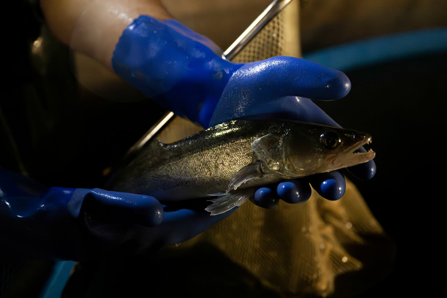 Frischer Zander vom Hof Lenz, direkt aus dem Becken geerntet für hochwertigen Fischgenuss