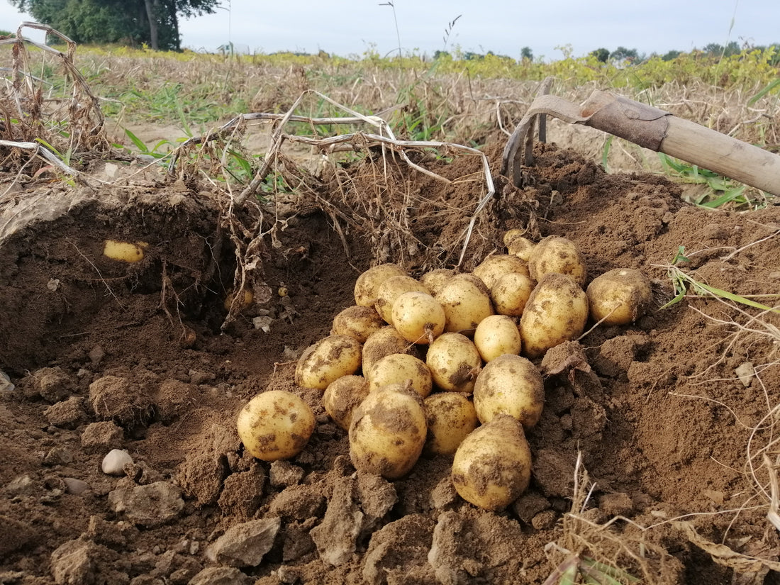 Warum die Kartoffelsorte Lisana in keiner Küche fehlen darf