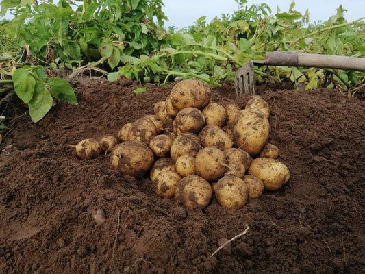 Kartoffeln Gala vorw. festkochend 10 kg inkl. Versand.