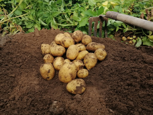 Kartoffeln Lilly mehligkochend 20 kg inkl. Versand.