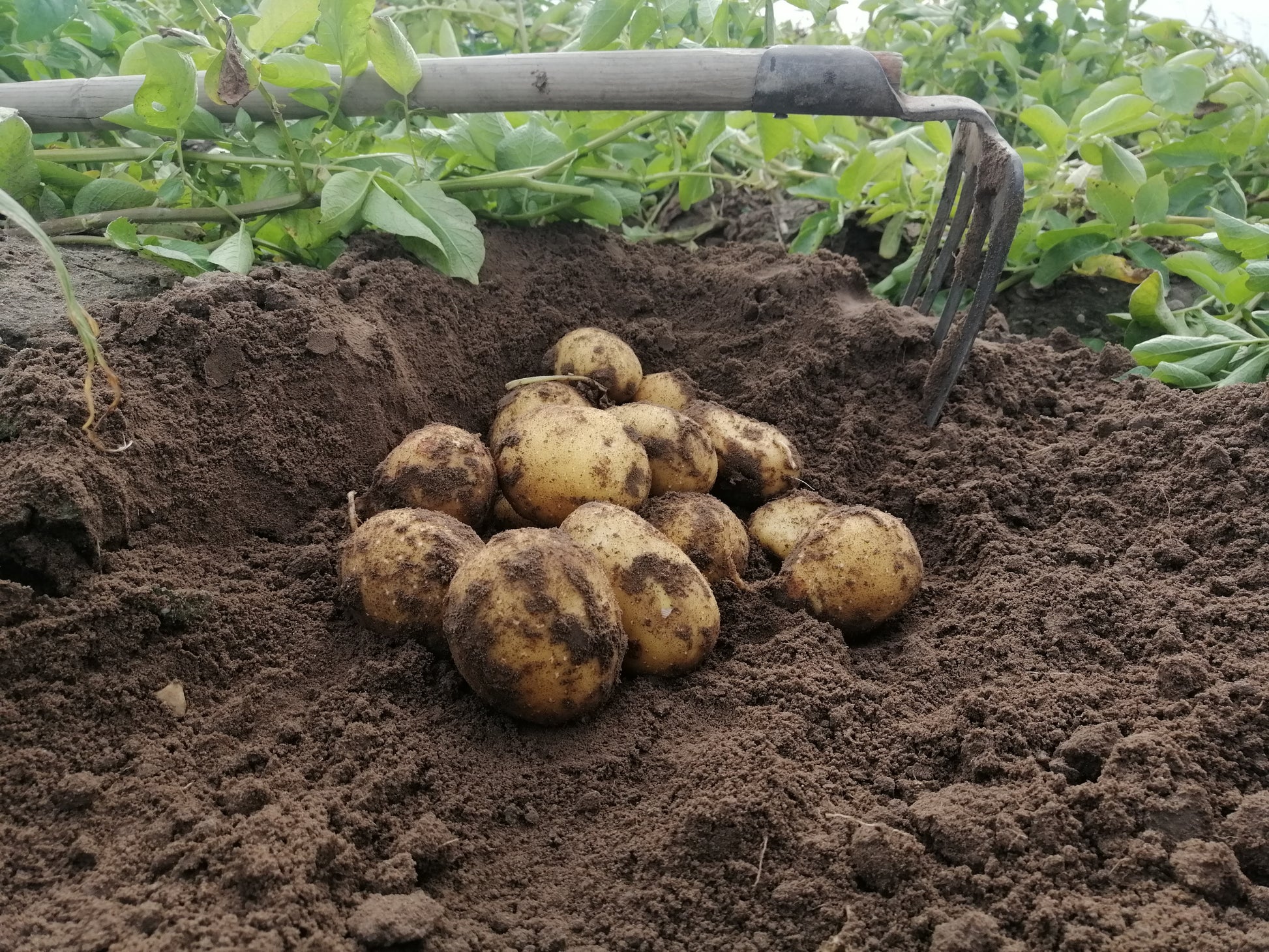 Belana-Kartoffeln nach der Ernte direkt auf dem Feld des Hofs Lenz. Festkochende Sorte mit feiner Schale, perfekt für Kartoffelsalat und regionale Küche. Natürlich mit Erde für längere Haltbarkeit.