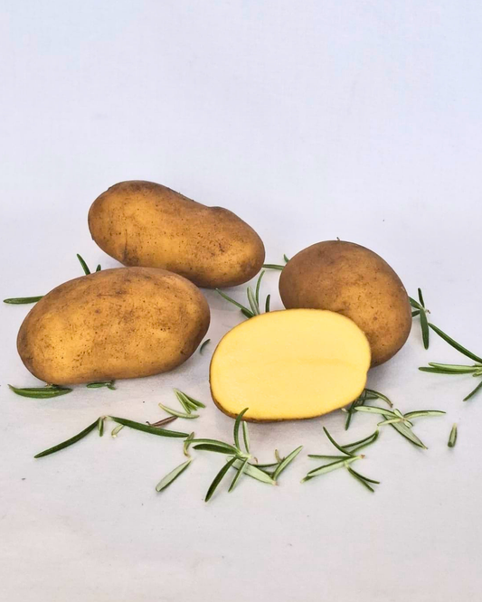 Festkochende Kartoffelsorte "Glorietta". Drei ganze Kartoffeln und eine angeschnittene Kartoffel mit hellgelbem Fruchtfleisch liegen auf hellem Hintergrund. Zwischen den Kartoffeln sind Rosmarinzweige dekorativ verteilt. Die angeschnittene Knolle zeigt die gleichmäßige, feine Struktur des Fruchtfleischs.