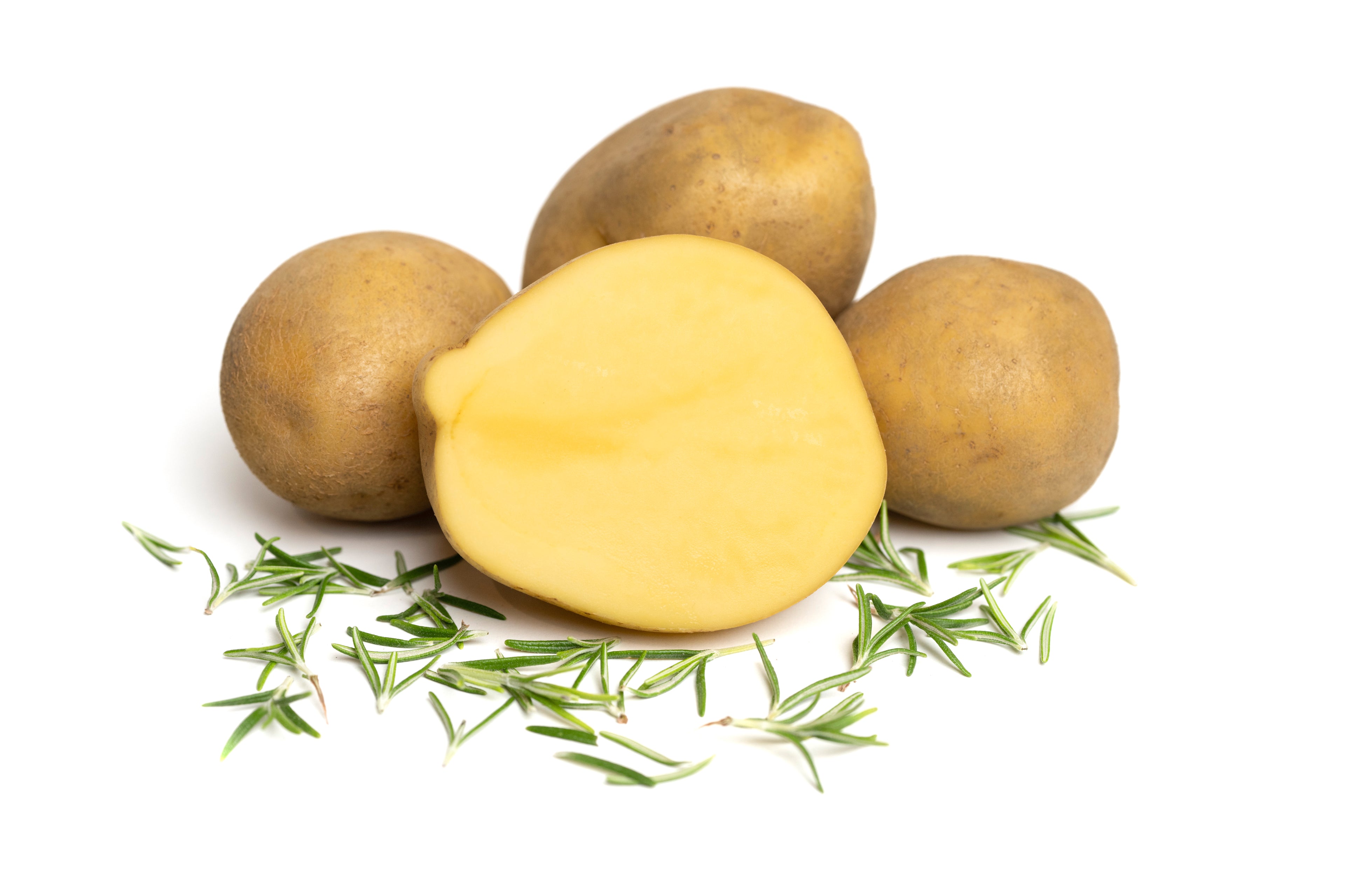 Frisch aufgeschnittene Lilly-Kartoffel vom Hof Lenz mit Rosmarinzweigen auf weißem Hintergrund – vorwiegend festkochend, gelbfleischig, ideal für Bratkartoffeln, Rösti und Gratins.
