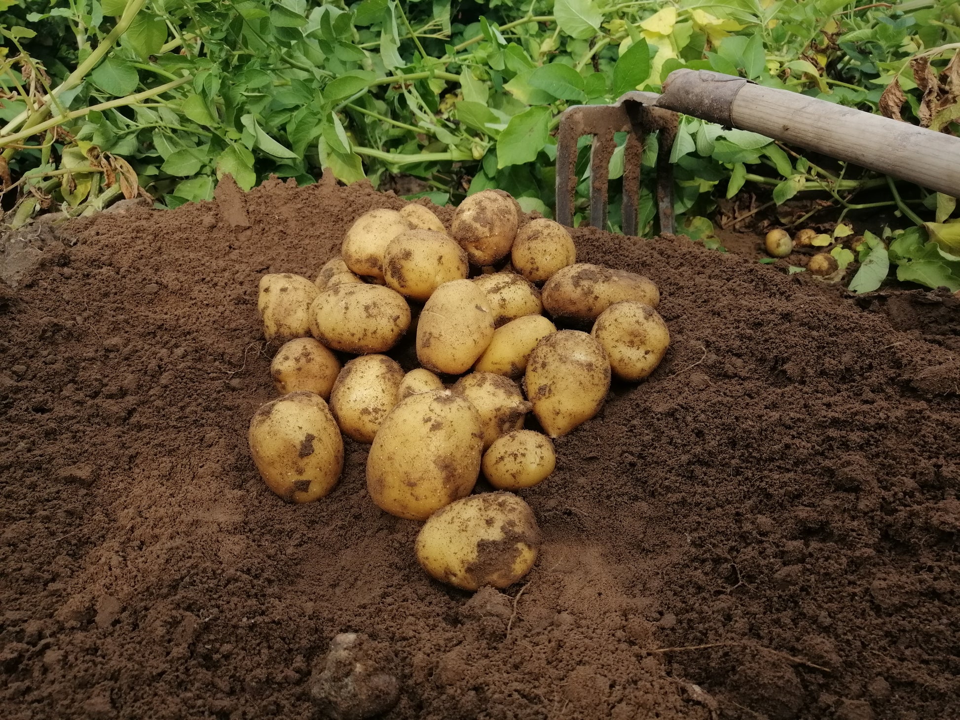 Frisch geerntete Lilly-Kartoffeln direkt vom Feld in Niedersachsen. Regionale, festkochende Speisekartoffeln mit gelber Schale, aufgenommen beim Roden auf dem Hof Lenz.