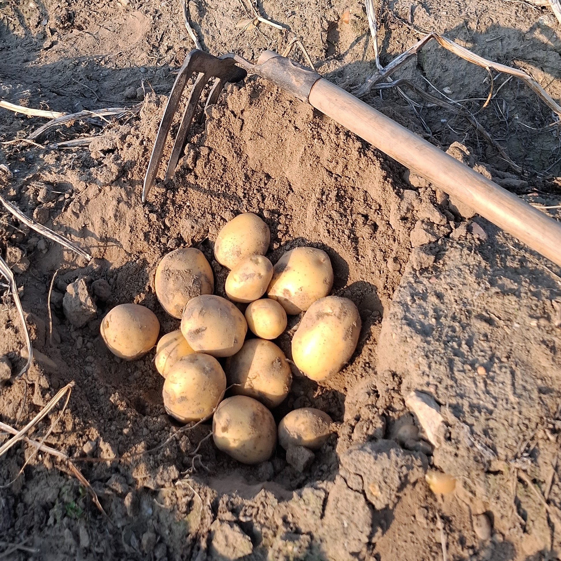 Frisch geerntete Lisana-Kartoffeln direkt vom Feld des Hofs Lenz. Locker aus der Erde gehoben mit Grabegabel, ungewaschen und erntefrisch. Ideal für regionale Küche und nachhaltigen Genuss.